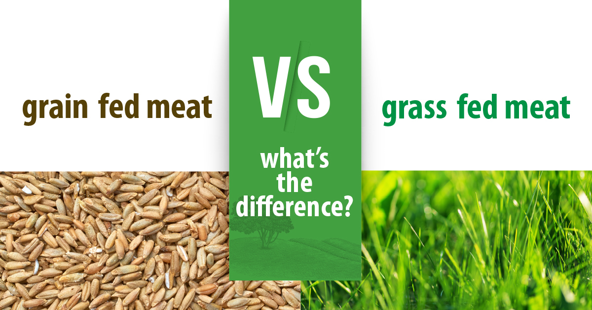 Grass Fed vs Grain Fed Meat The Lamb Company